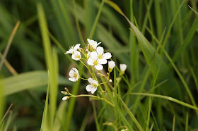 cuckooflowers and wildflowers in the meadow