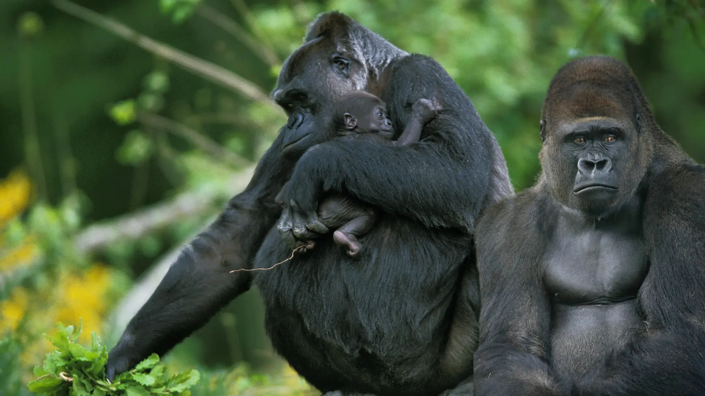 Eastern lowland gorillas