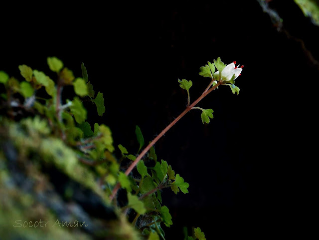 Chrysosplenium album