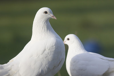 English Fantail Pigeon