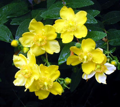 fotos de flores - rosa amarilla