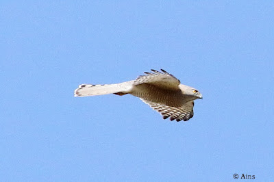 "An agile and swift preditor Shikra - Accipiter badius, resident scanning for prey."