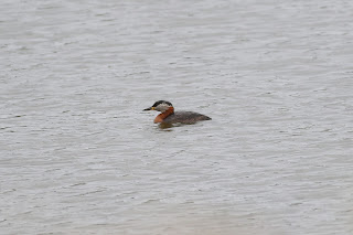 Red-necked Grebe