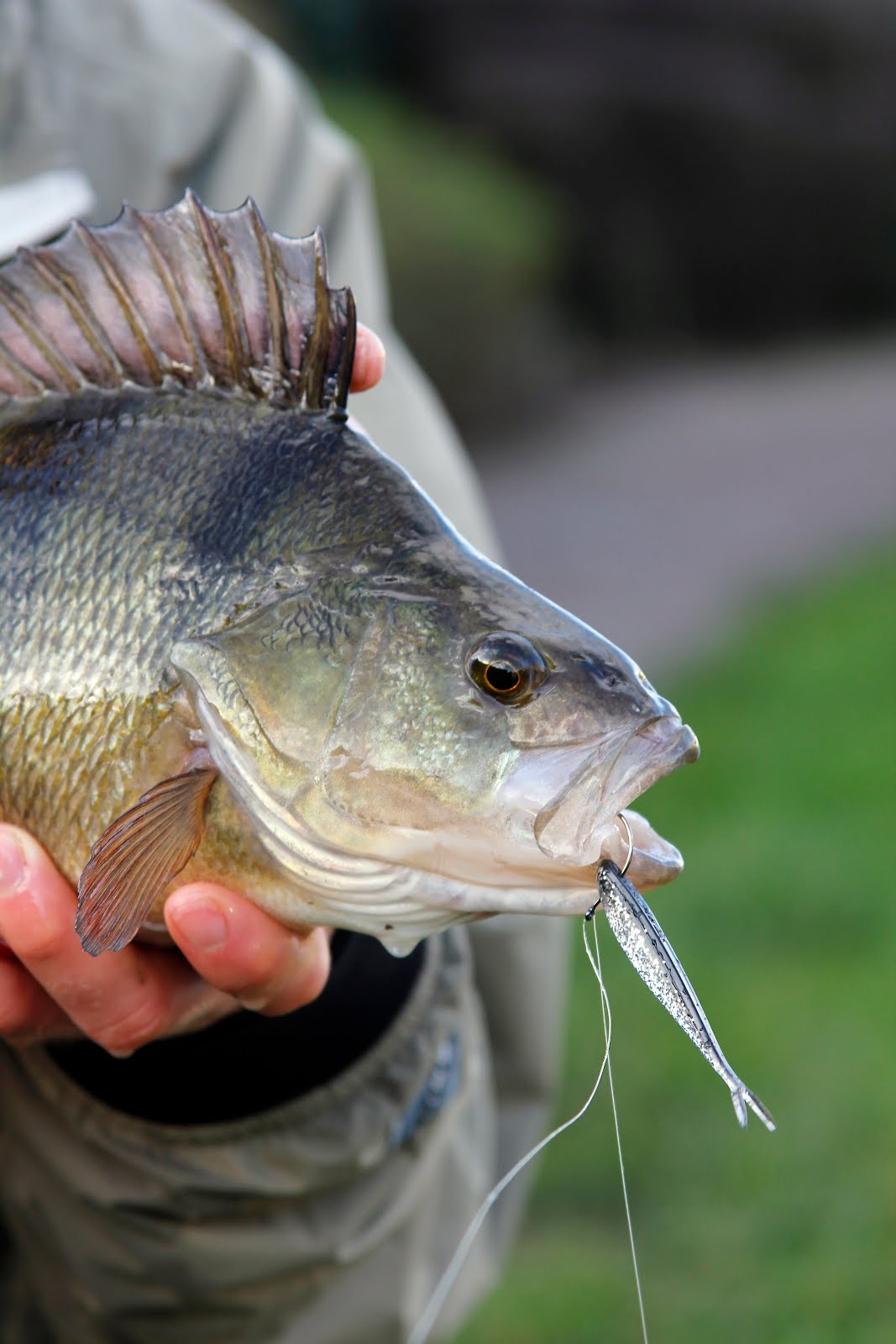 Sam Edmonds Fishing Blog: Big Perch below Zero on Jigs and Drop Shots