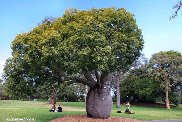 Queensland Bottle Tree - Brachychiton Rupestris