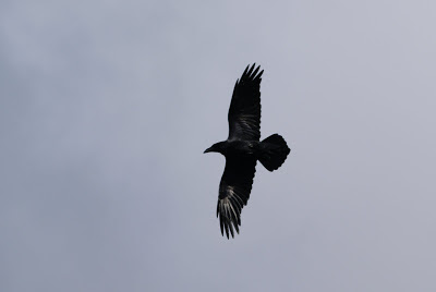 Raven - Raaf - Corvus corax