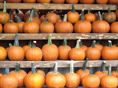 Wall Of Pumpkins Halloween