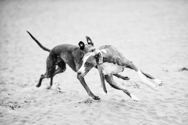 Sighthound & whippet pet portrait shoot at West Witterings Beach, Sussex