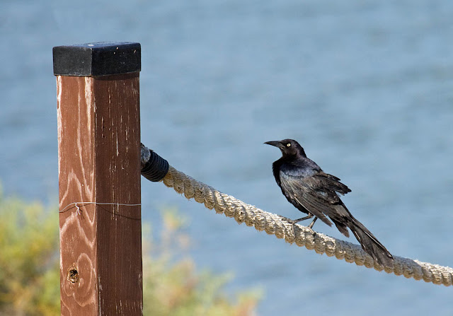 Great-tailed Grackle