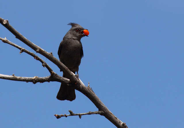 Phainopepla with mistletoe berry