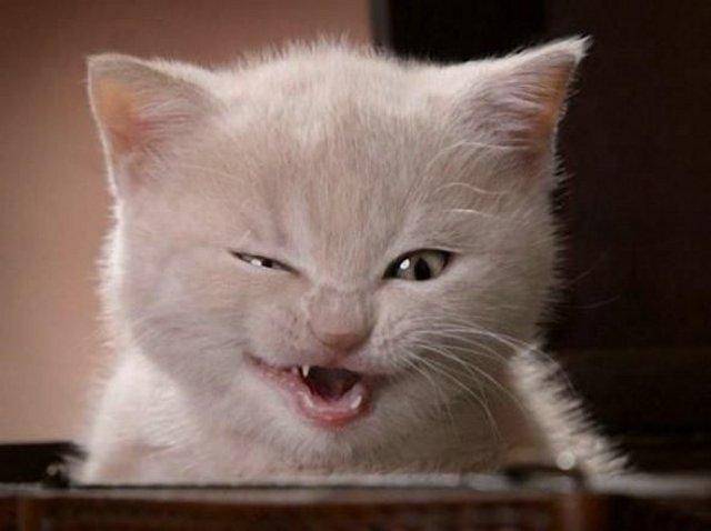 funny kittens. Funny Kittens - 14 Pics