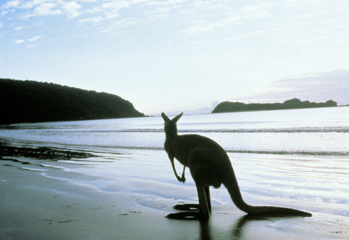 Summer Trip to Kangaroo Island in Australia