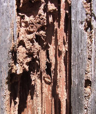 Madera termitas