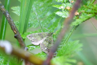 Variabele Spanner - - Hydriomena furcata