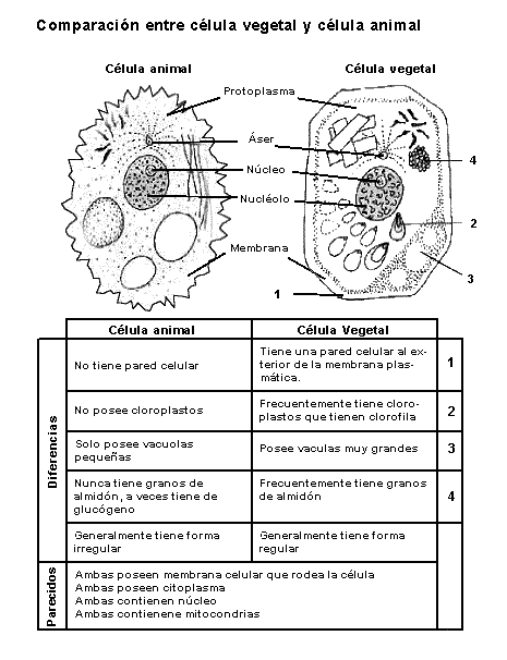 celula vegetal y sus partes. celula vegetal y sus partes.