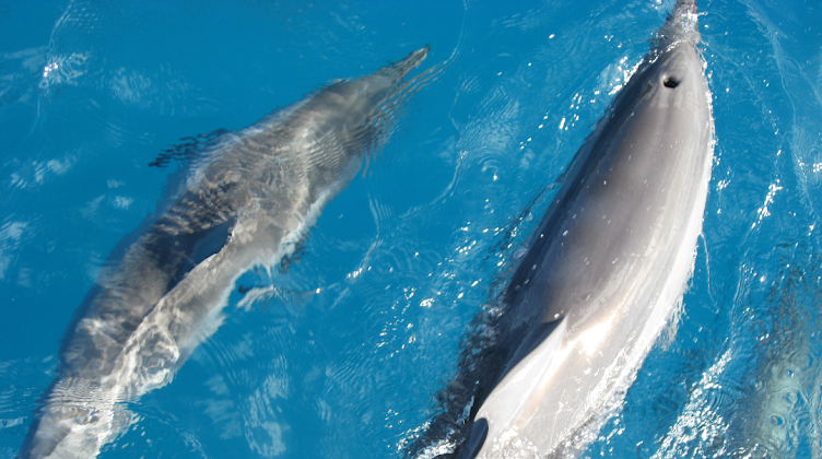 How Long Can Dolphins Hold Their Breath?