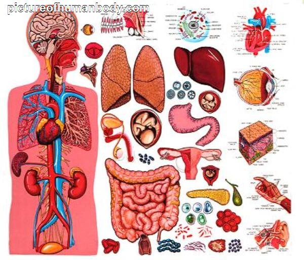 Funny Pictures Gallery: Organs, internal organs diagram, body organs ...