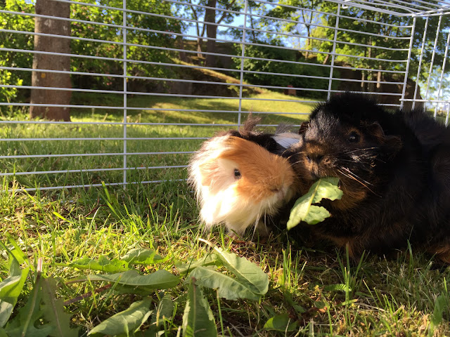 Hamish and Ralph, guinea pigs, cute guinea pigs