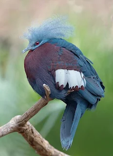 Burung Pigeon Crowned Selatan