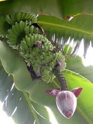 Bahasa Melayu Tahun 1 Mari Bertani Buah Pisang Dan 