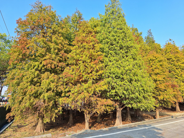 台南六甲落羽松森林花海繽紛又療癒，菁埔濕地公園步道好賞景