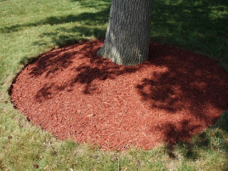 Mulching Around Trees