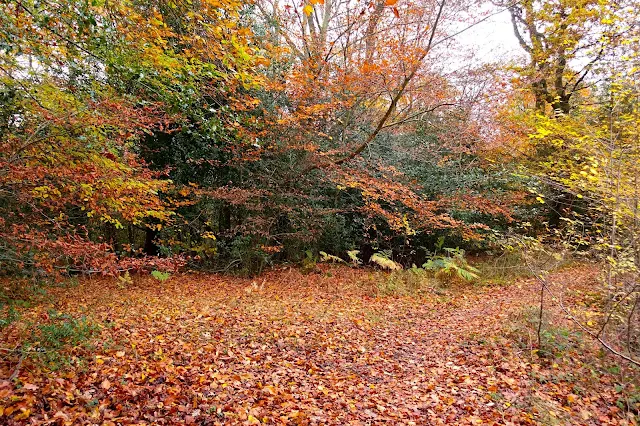 Autumnal trees with leaves on the ground in shades of green, yellow orange and brown