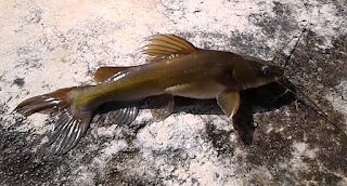  Ikan yang ditemukan di perairan Cina selatan Cara Mancing Ikan Baung