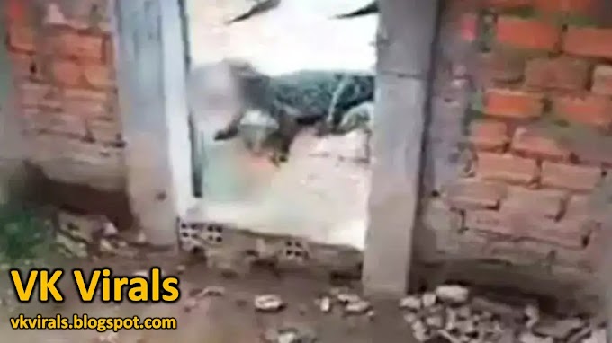Ron Cocodrilo Video: A Real-Life Crocodile Encounter or a Viral Hoax? - VK Virals