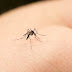 Pille el criadero y córtele las alas al mosquito transmisor del Dengue, campaña departamental