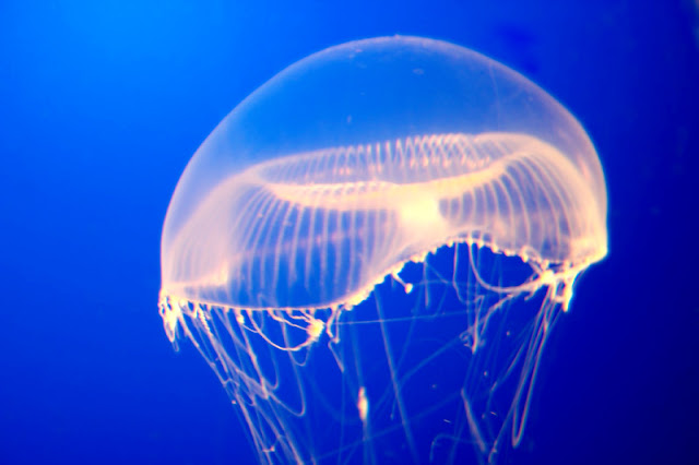 jellyfish pictures