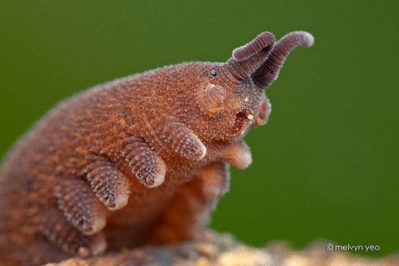 トトロカギムシ かわいい虫 トトロのネコバスに似ている虫 N ミライノシテン