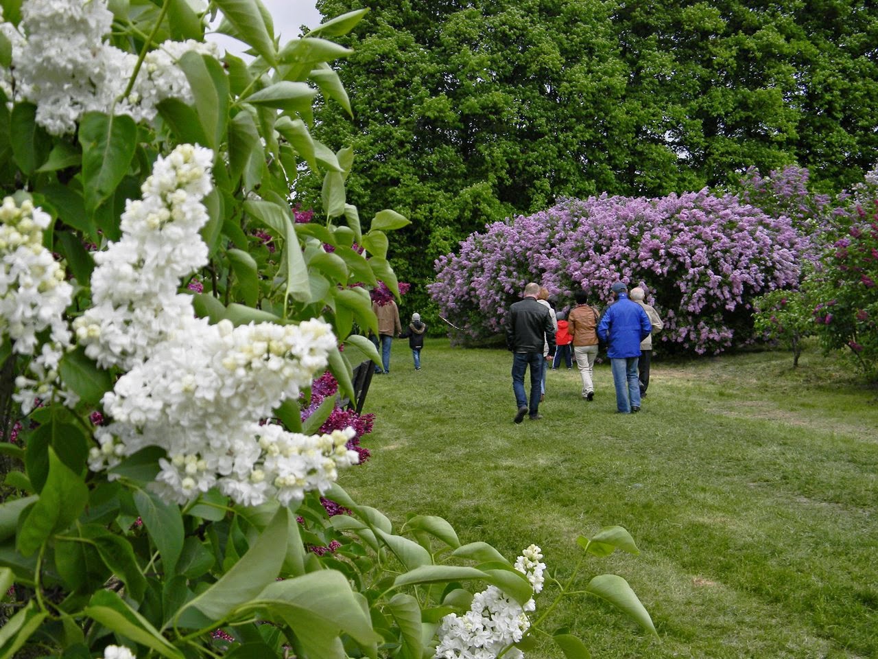 arboretum w Kórniku