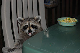 funny animal pictures, raccoon