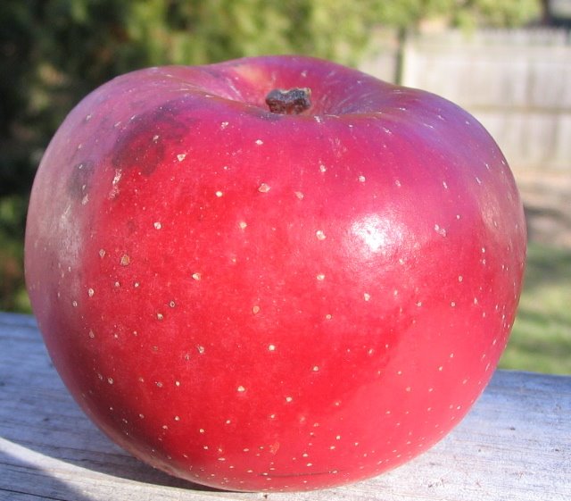 Ribbed red apple with large yellow dots