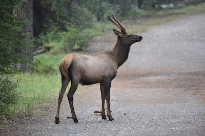 Elk on the Great Trail Banff Alberta.