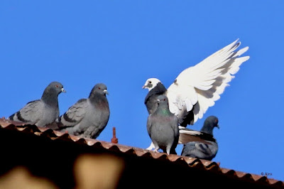 Rock Pigeon