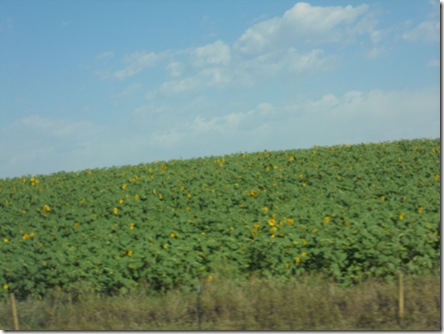 DSCN0495