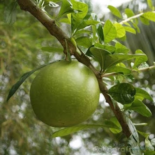 adenalfi: buah maja