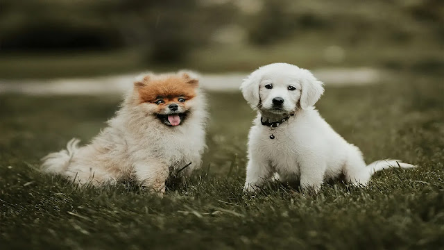 Puppies