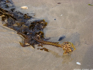 일광해수욕장(Beach of Busan, South Korea)