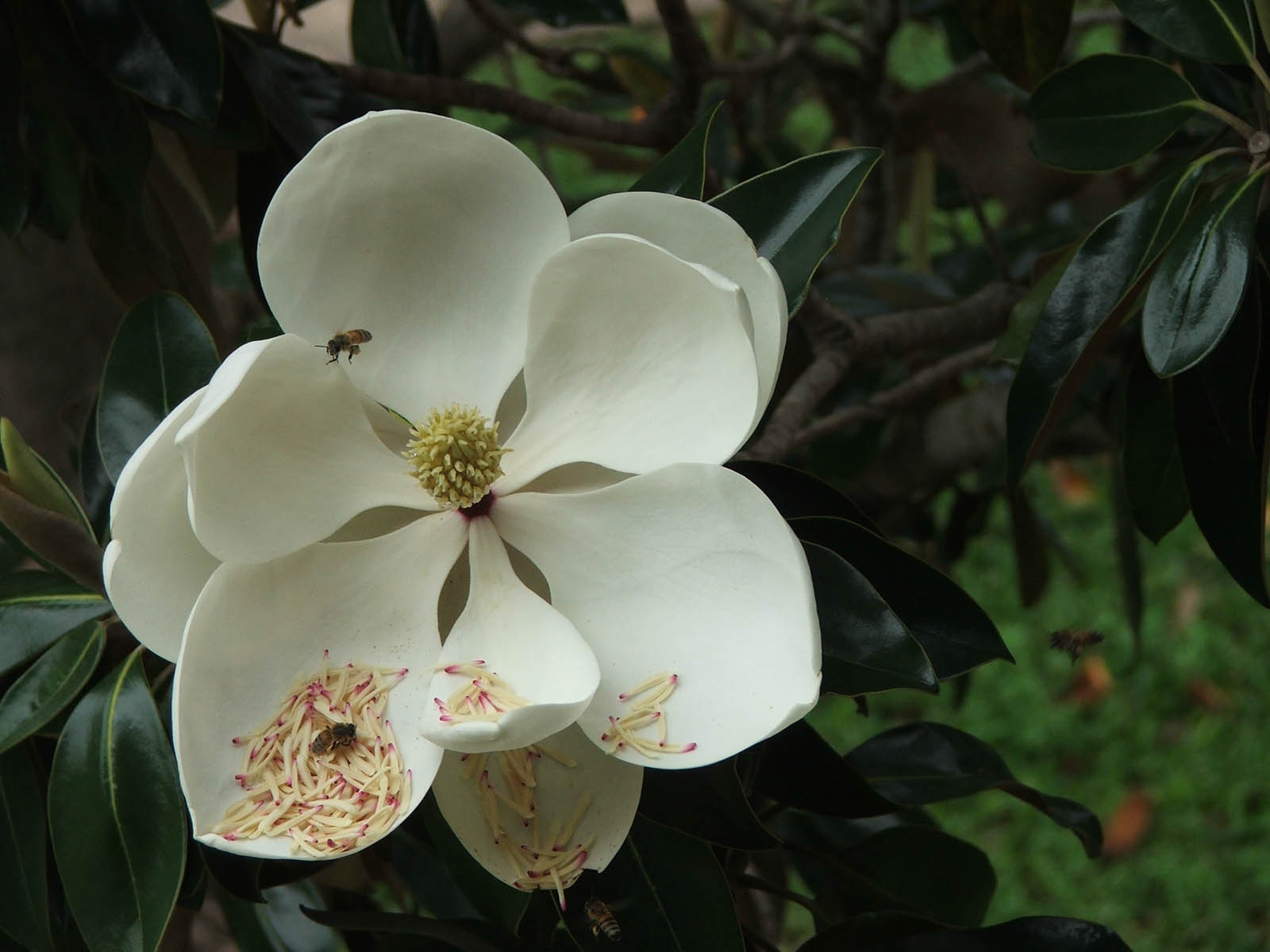 Wallpapers Southern Magnolia Flower Wallpapers HD Wallpapers Download Free Map Images Wallpaper [wallpaper684.blogspot.com]