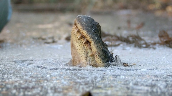 Comment les crocodiles survivent-ils dans un étang gelé?