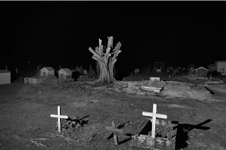 Photo by Tommaso Protti: A chopped tree inside a cemetery near Novo Progresso, Pará state.