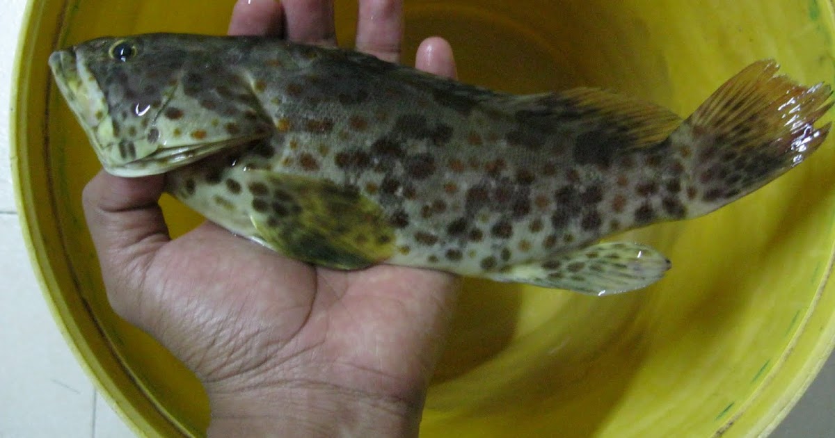 Resepi Ikan Kerapu Masak Asam Jawa - Surat Rasmi G