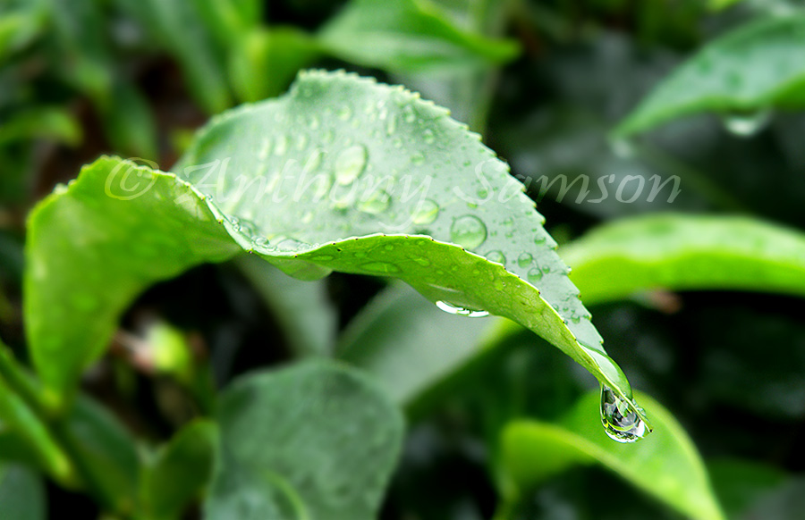 Tea leaf with dew drop