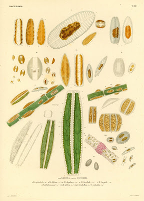 Navicula, Cocconeis