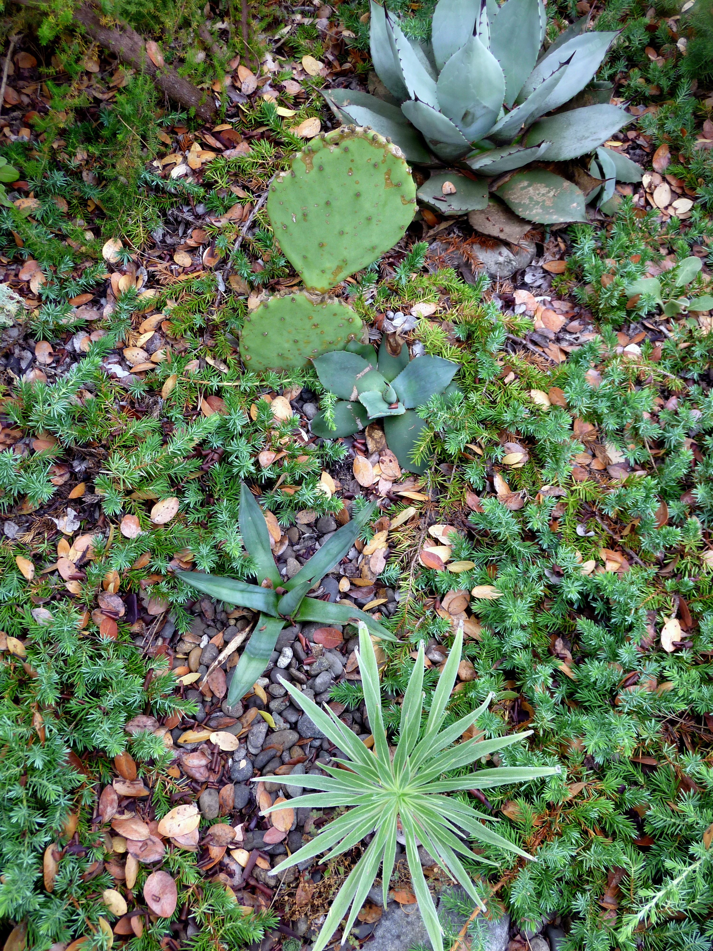 danger garden: A garden is more than the sum of its plants, it's all about  the relationships (Front Garden Tour 2022, Ch 2)