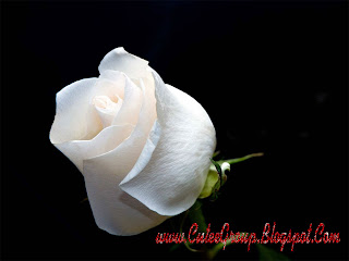 White Rose Wallpaper2