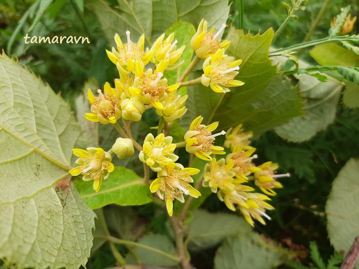 Липа маньчжурская (Tilia mandshurica)